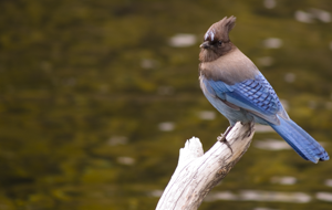 Bird on Branch, Lake Tahoe CA